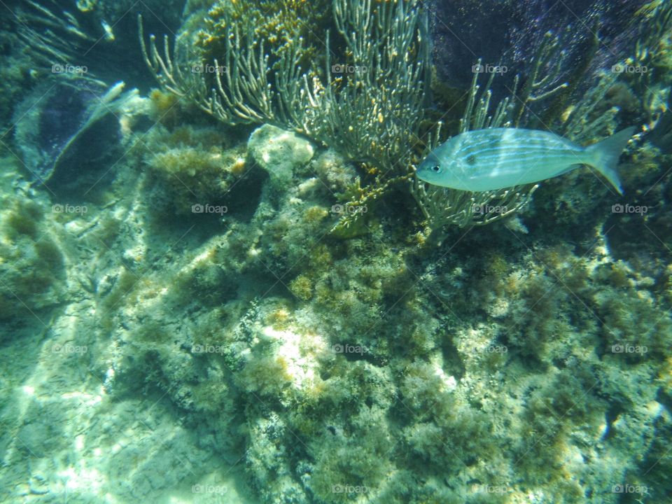 Under the sea