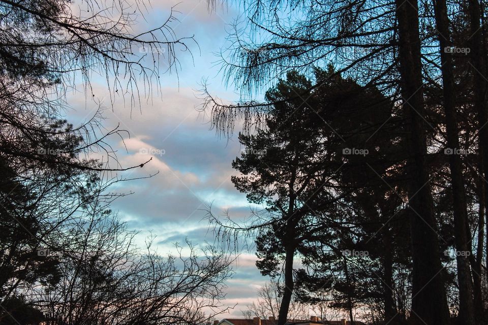 Winter landscape.  Silhouette of trees and beautiful sky with white clouds in the background