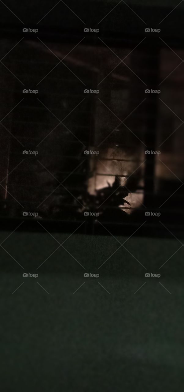 A small tree shadow 🖤💫