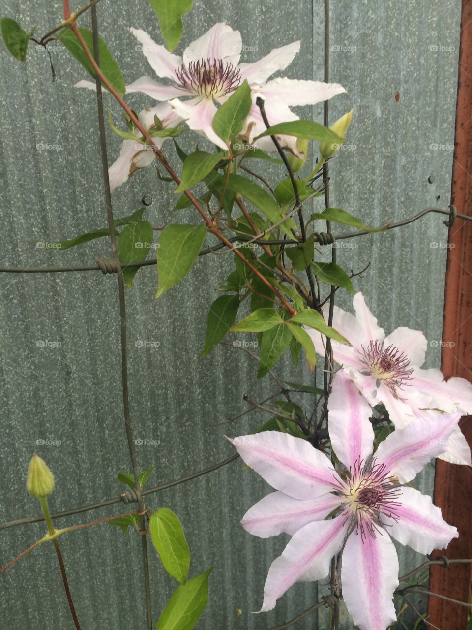 Clematis on a gloomy spring day. 