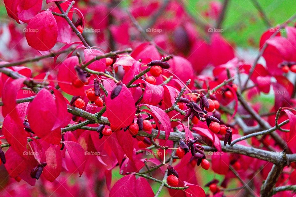 autumn tree in the park
