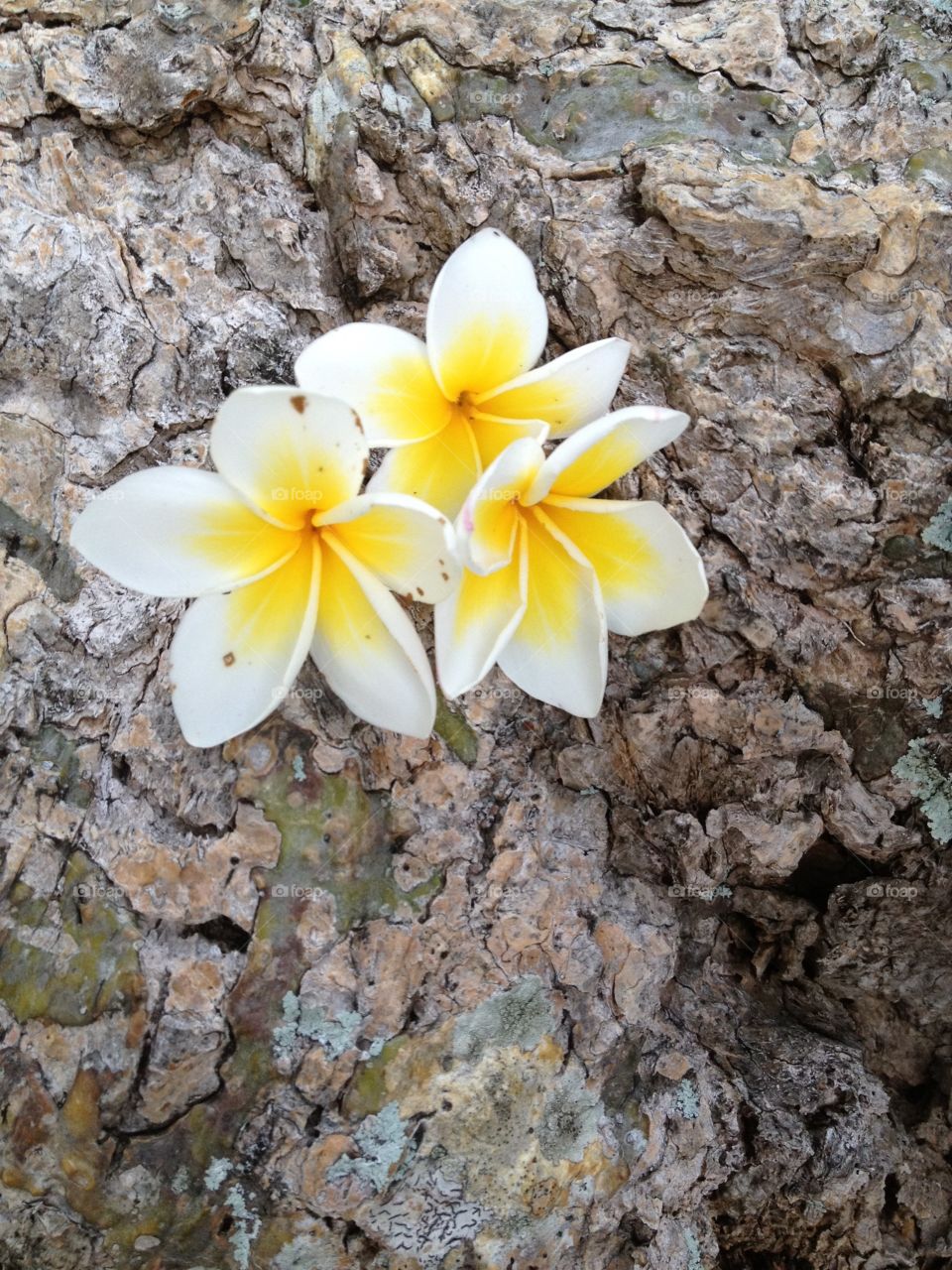 Flowers growing out of the rock