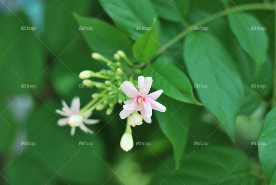 Beautiful Flowers