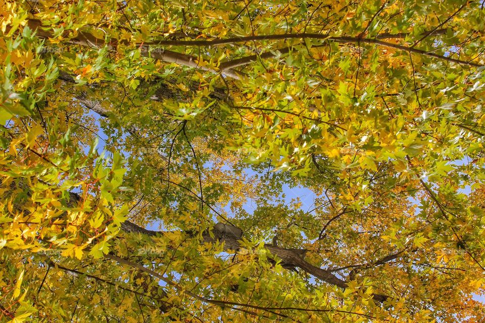 Leaves in the fall