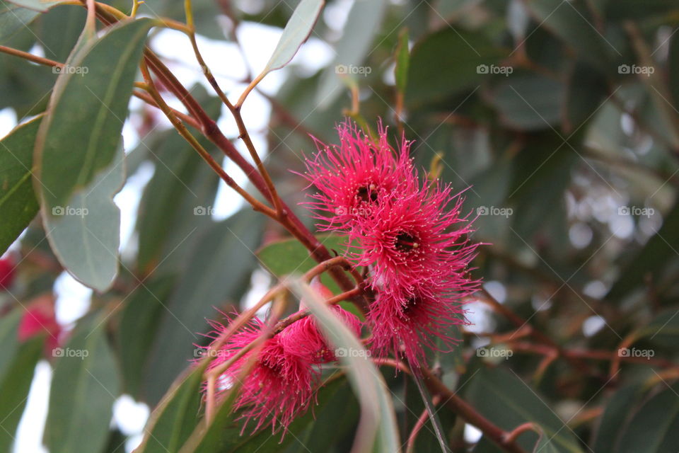 magnificent native flowering Eucalypt