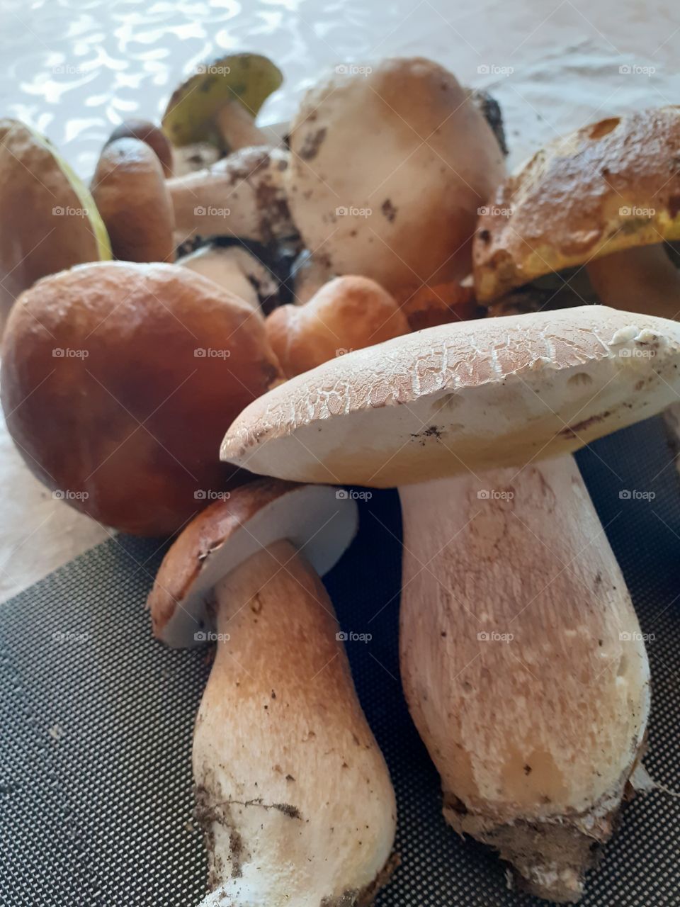 I am found of mushrooms