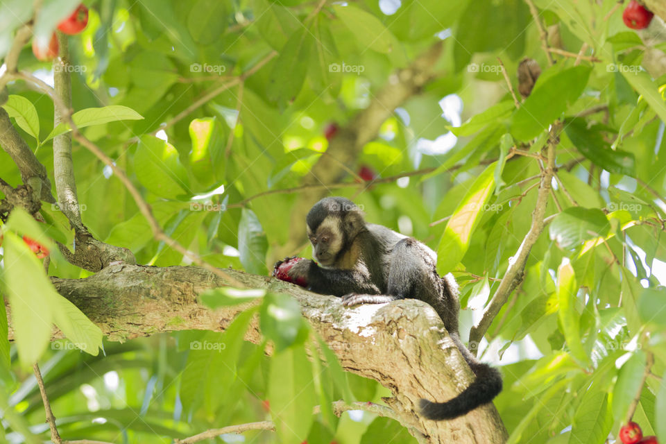 little monkey in Lage Park in Rio de Janeiro.