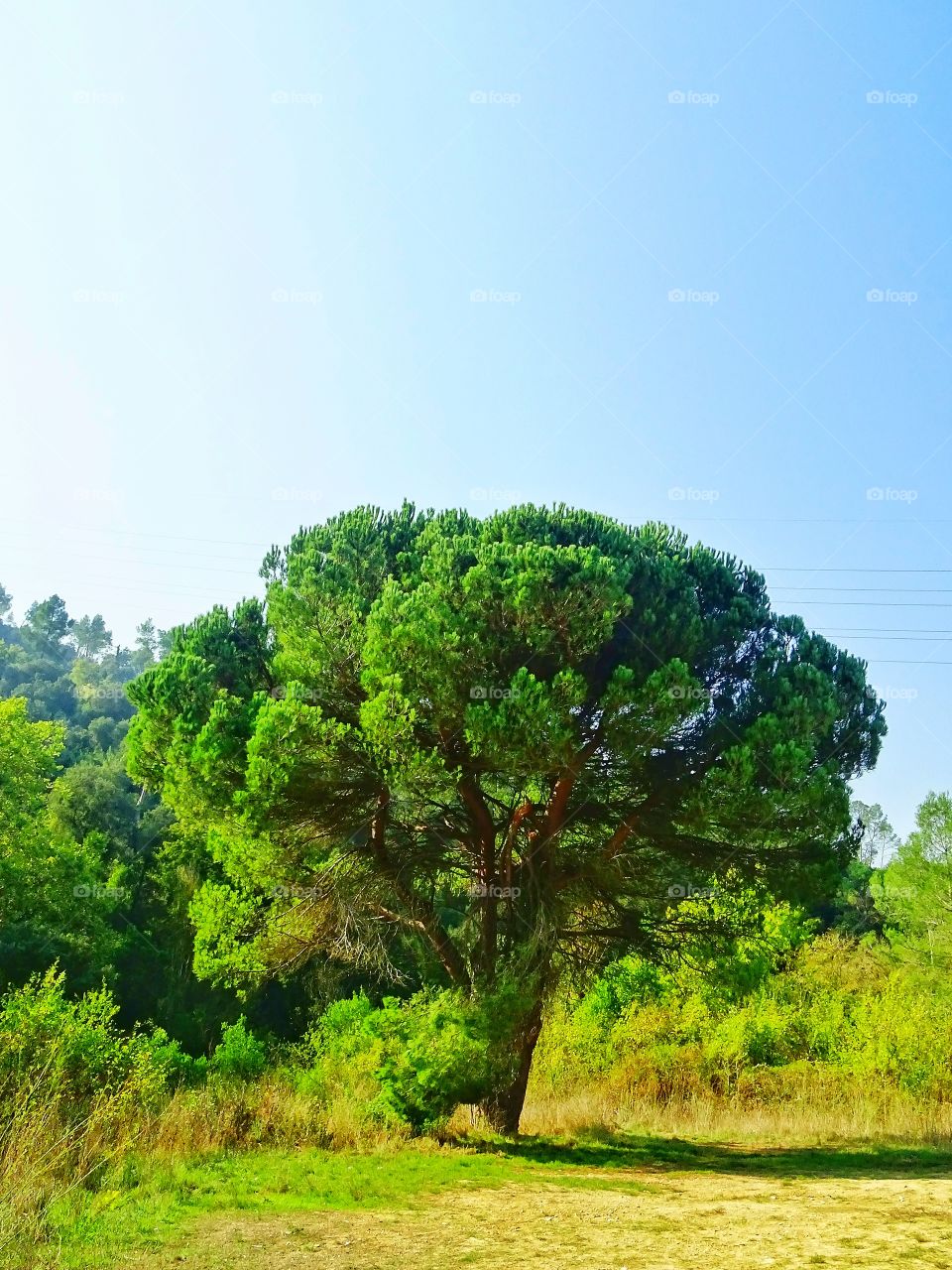 The loneliness of the pine