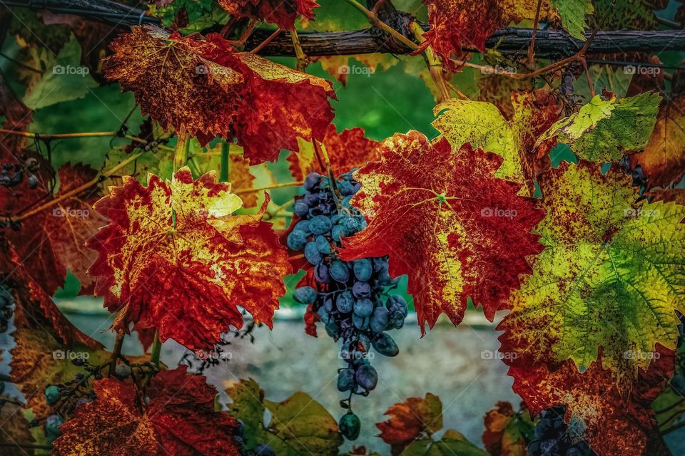 A grape vine in autumn