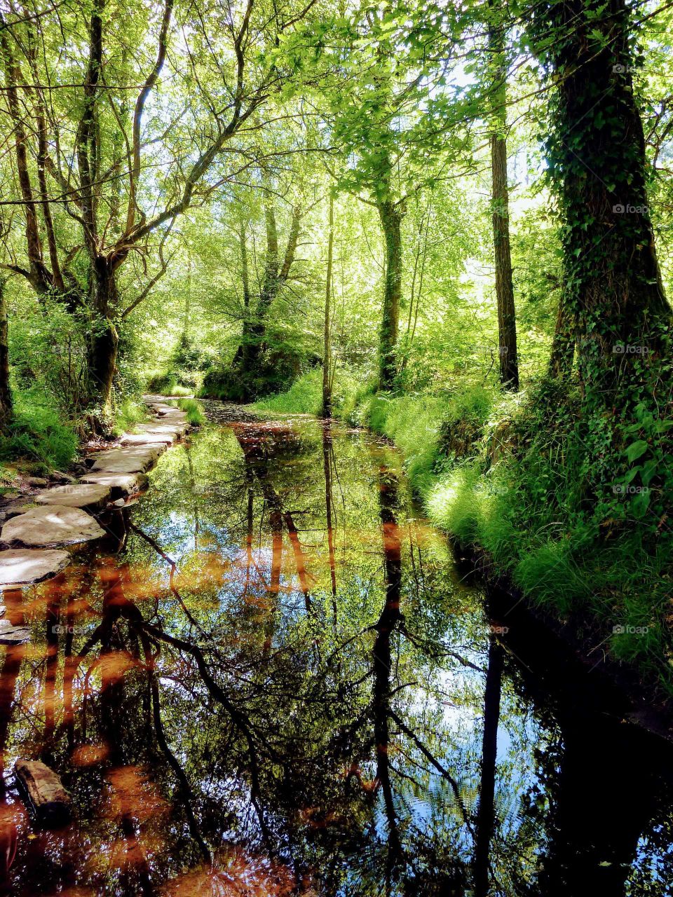 Beautiful nature reflection on a clear water lake