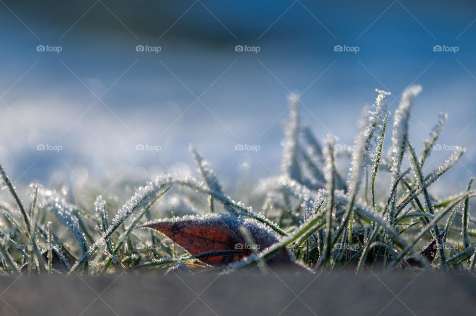 Winter frost on grass