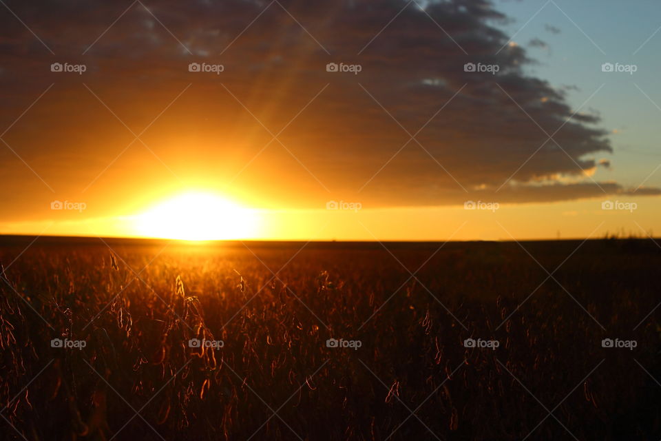 sunset at soybean field