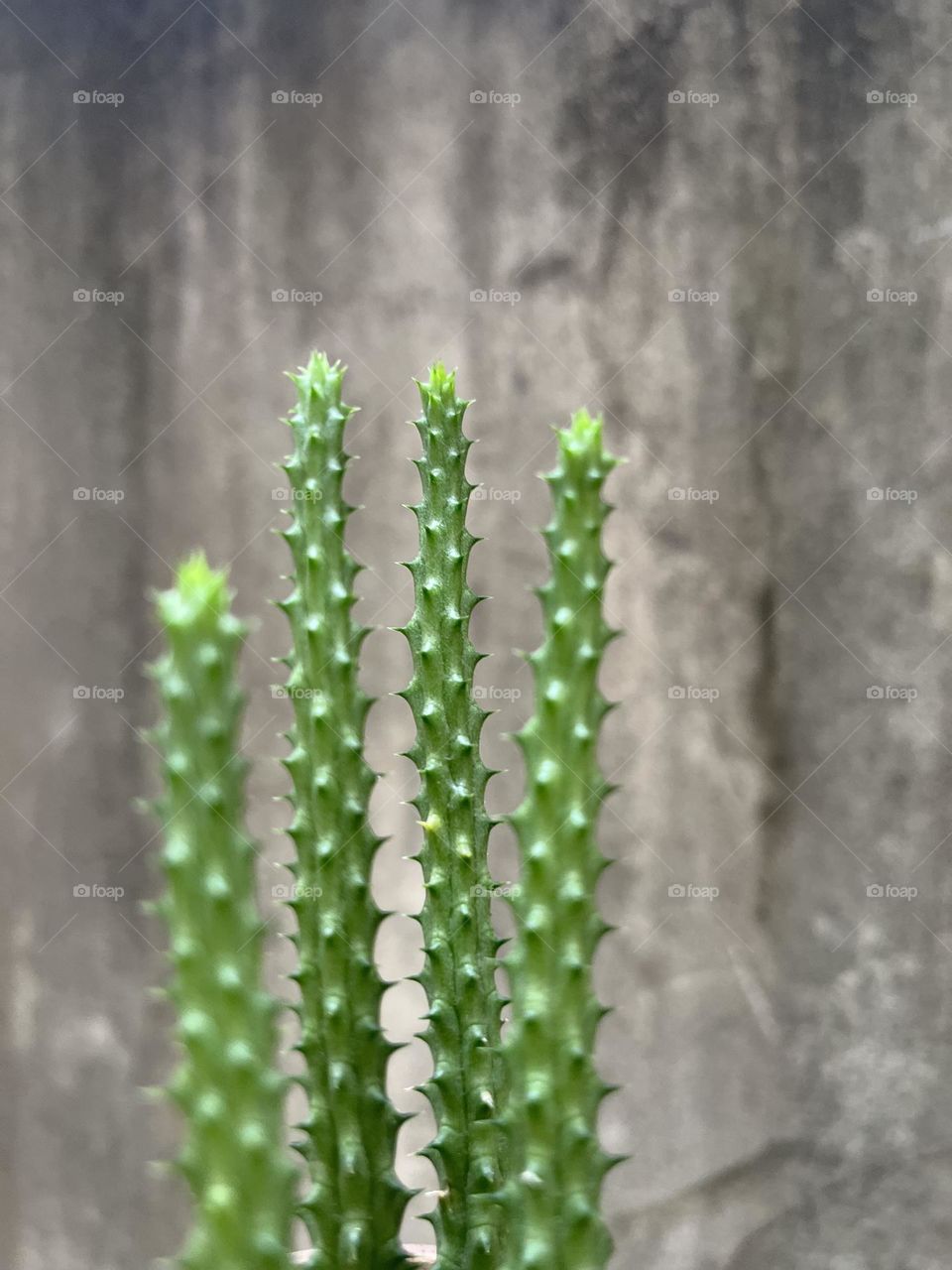 Cactus
