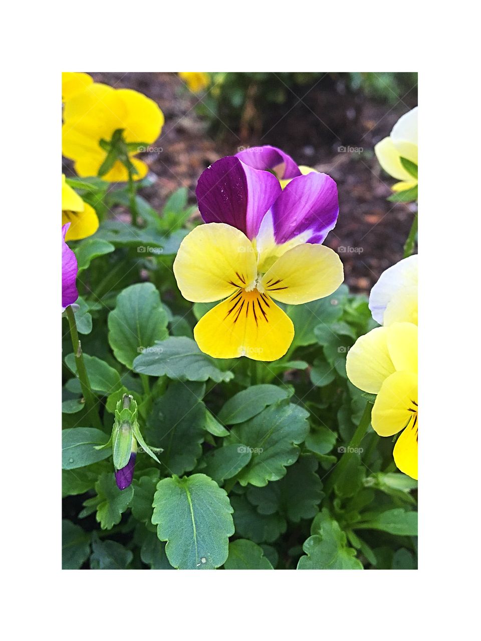 Cute little yellow flower that mixed with purple. 
