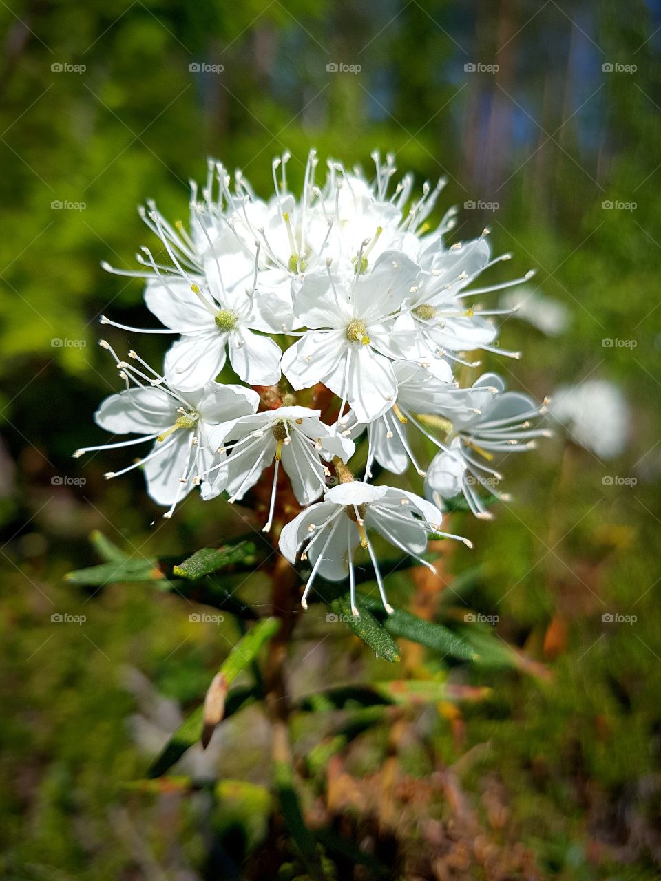 labrador tea
