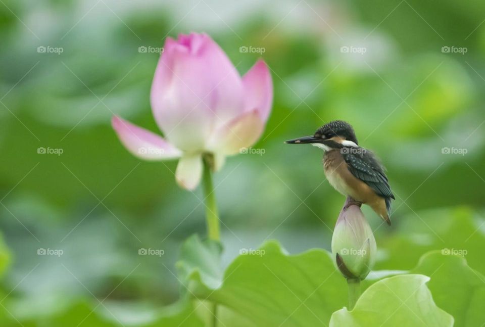 Lotus and Kingfisher, shot in Xi'an China.