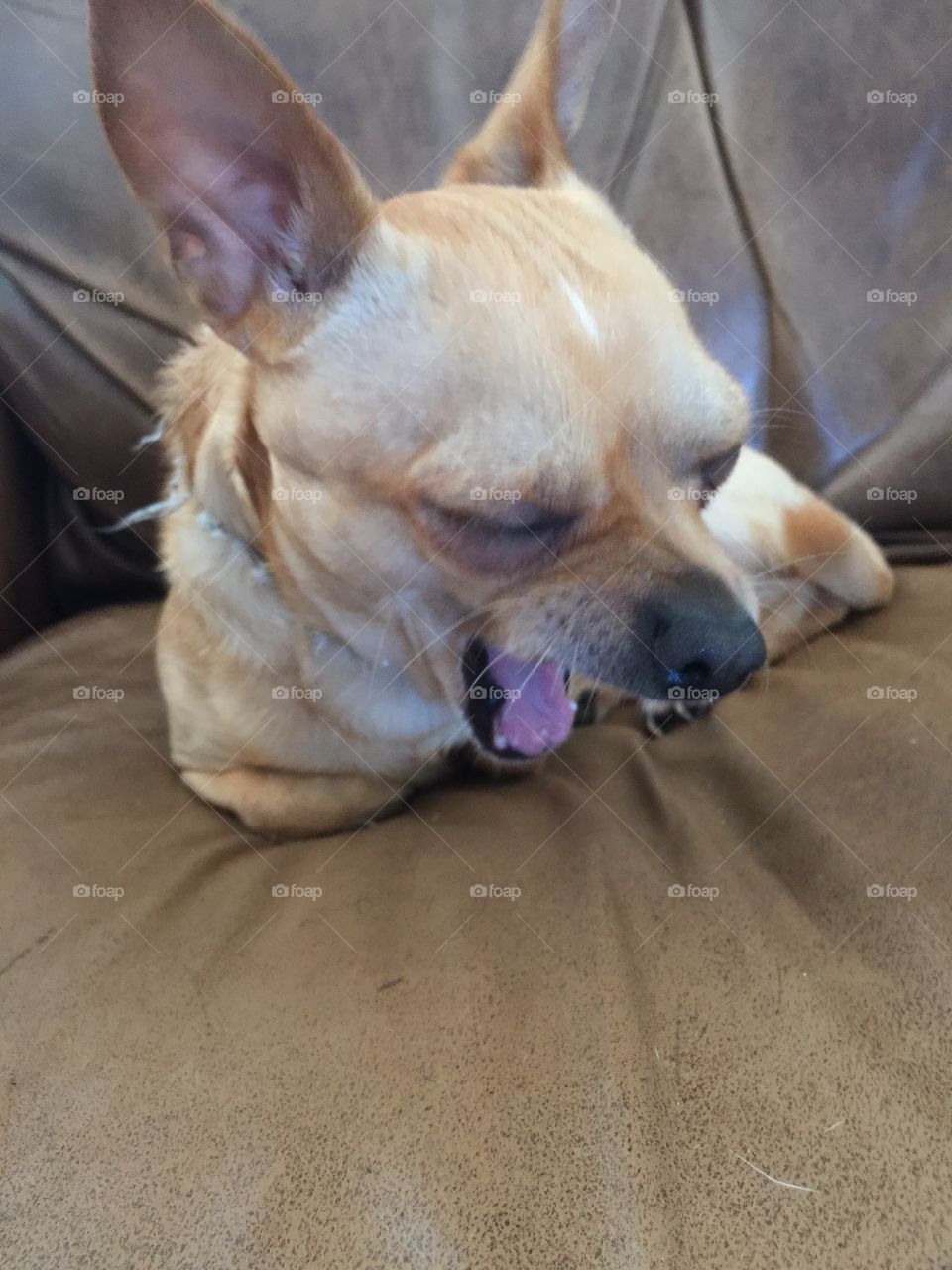 Chihuahua yawn 
