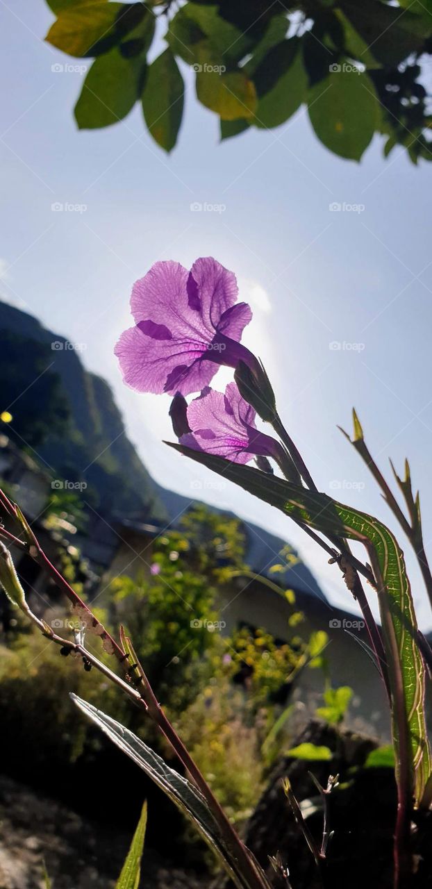 beautiful flower, Seville in the sunlight