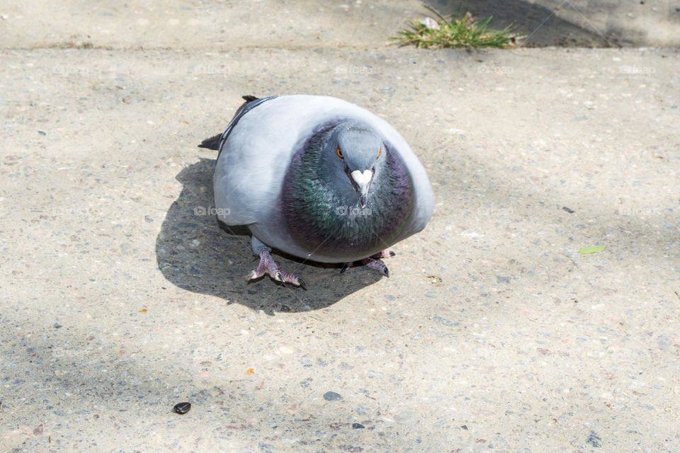 Pigeon.