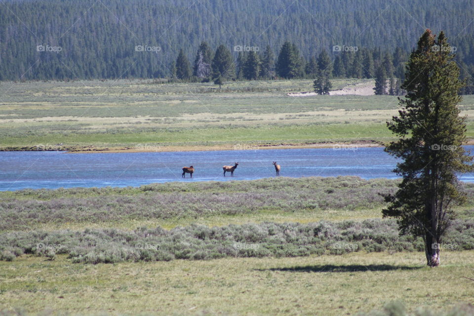 Prairie field mountain water river trees forest woods scenic landscape outdoors wilderness Elk wildlife animals