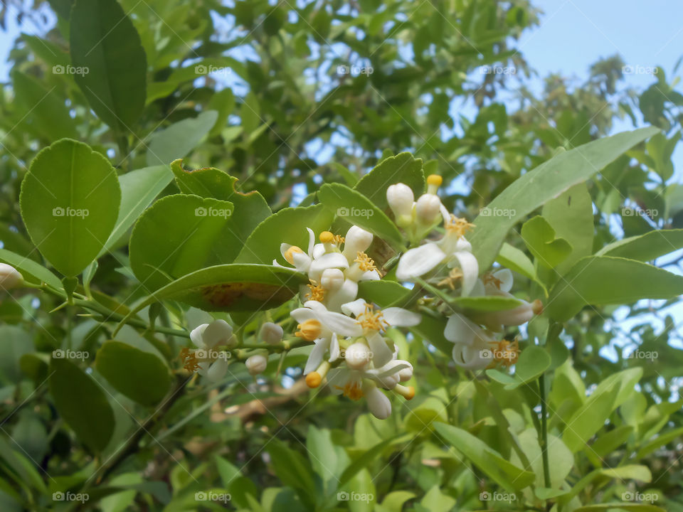 Blooming Lime Tree