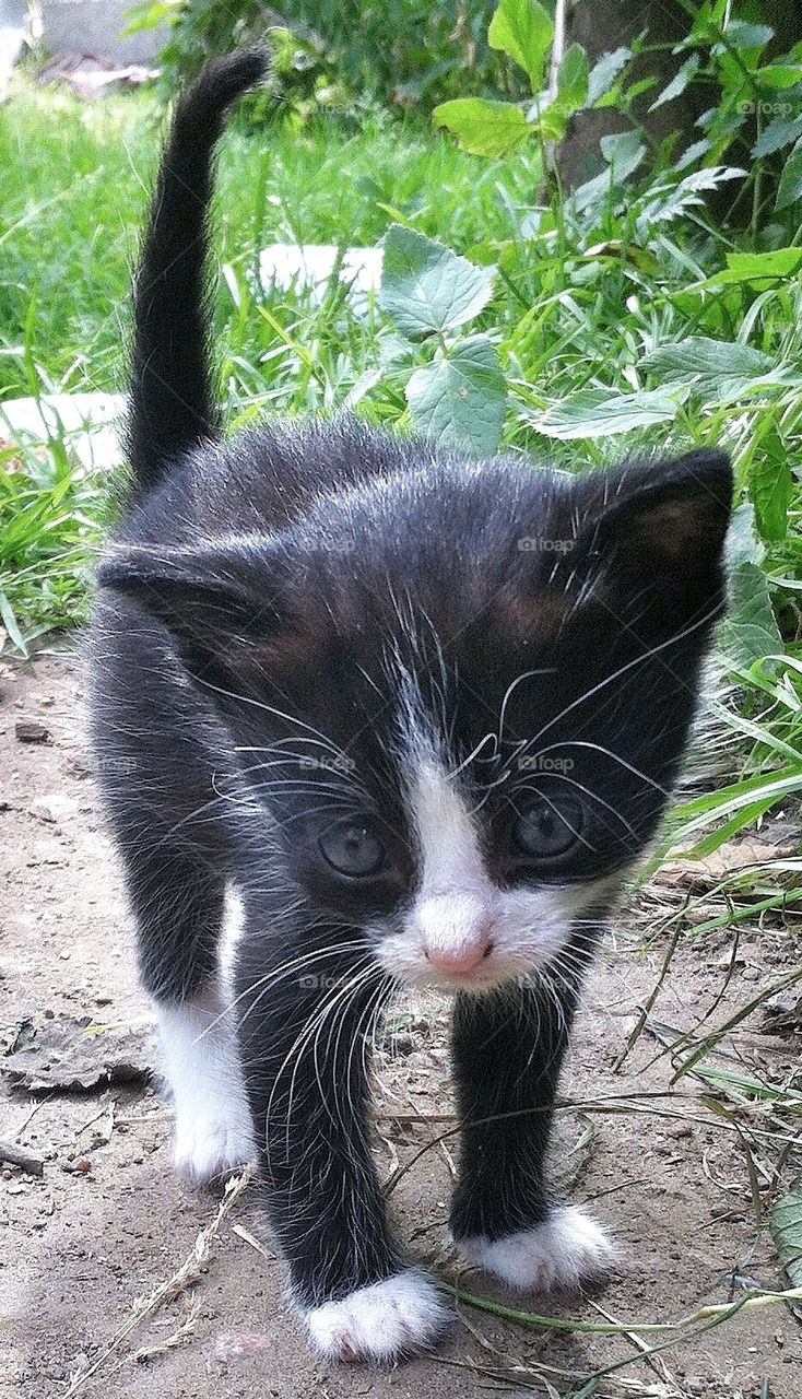sweden white black cat by smartini65