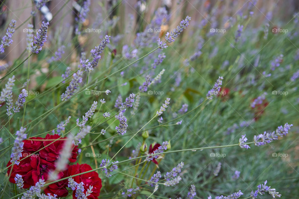 Lavender in the garden 