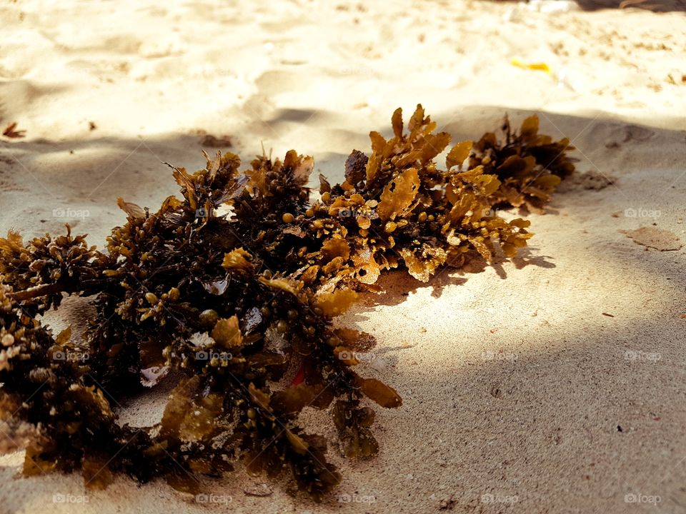seaweed