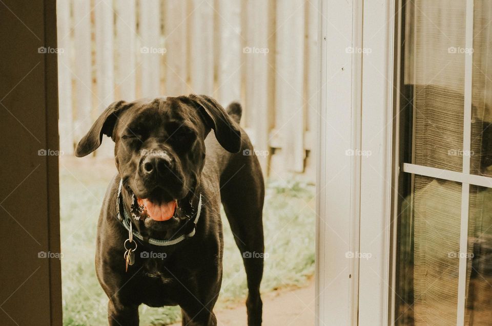Smiling dog greeting at the door 