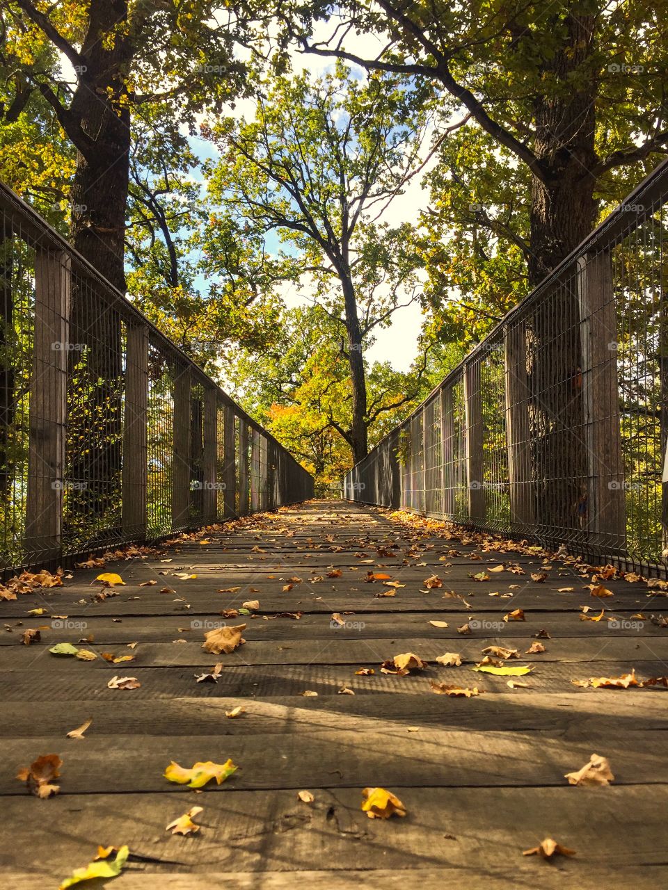 Fallen oak leaves on wooden bridge in autumn