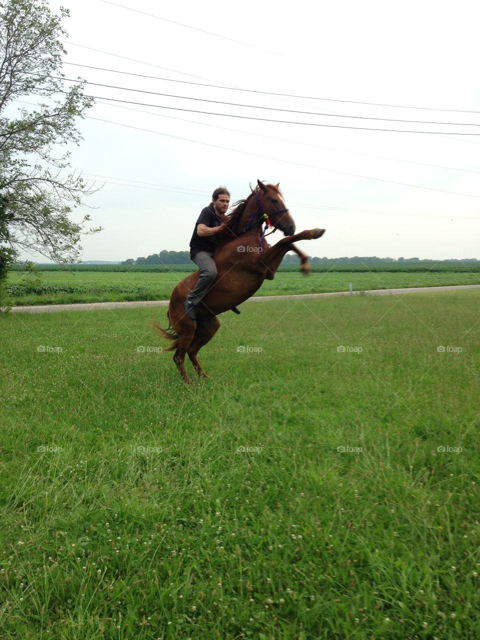 Mustang horse . Breaking bareback of my newest family member .. Wild horses will always be wild.. Embrace it..!! 