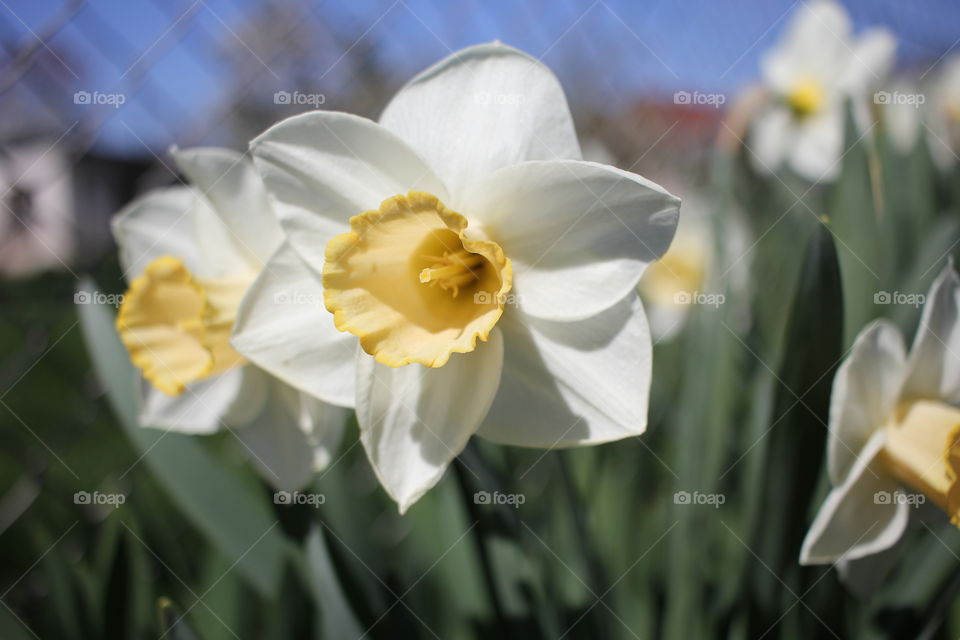 Osterglocke Blüte Blume