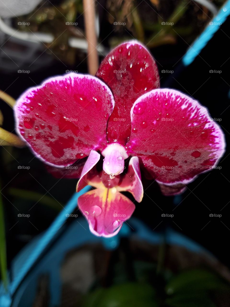 beautiful orchid