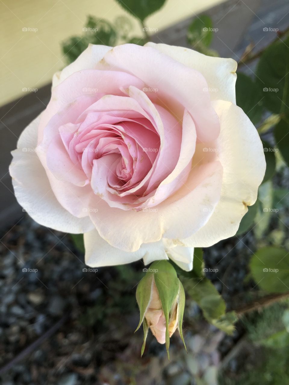 The innocent rose