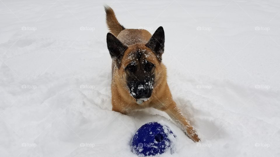 German shepherd x Akita mix playing in snow. ready to pounce on her Jolly Ball