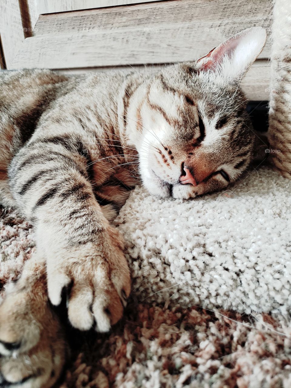 sleepy cat