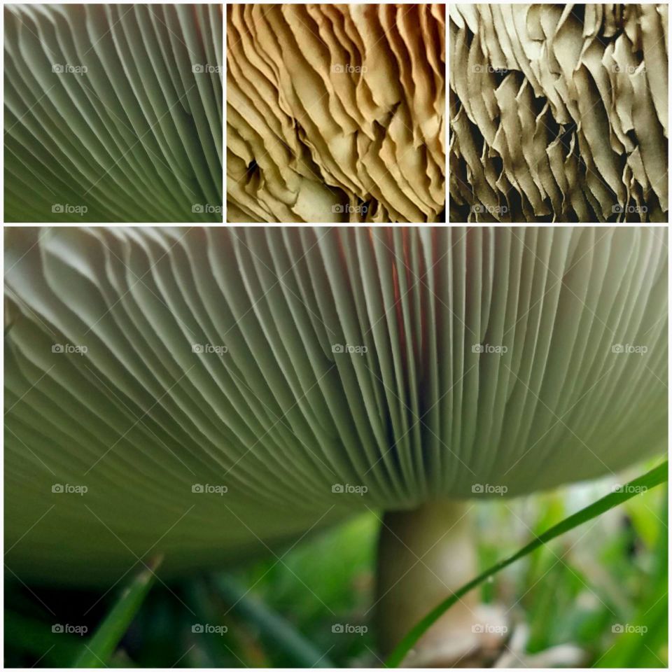 aging of a mushroom