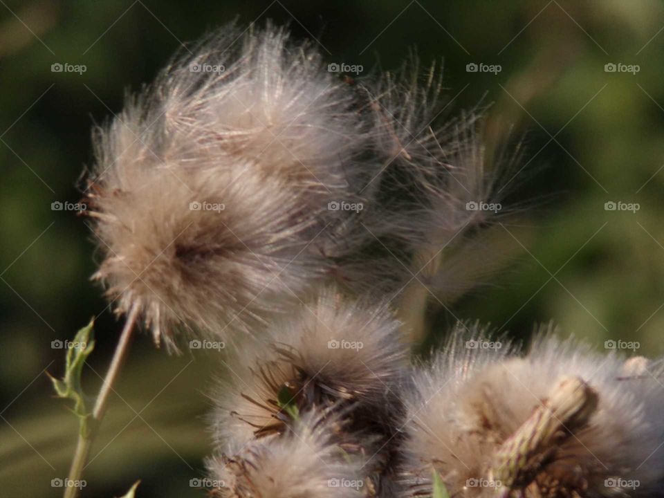 Mariendistel im Wind