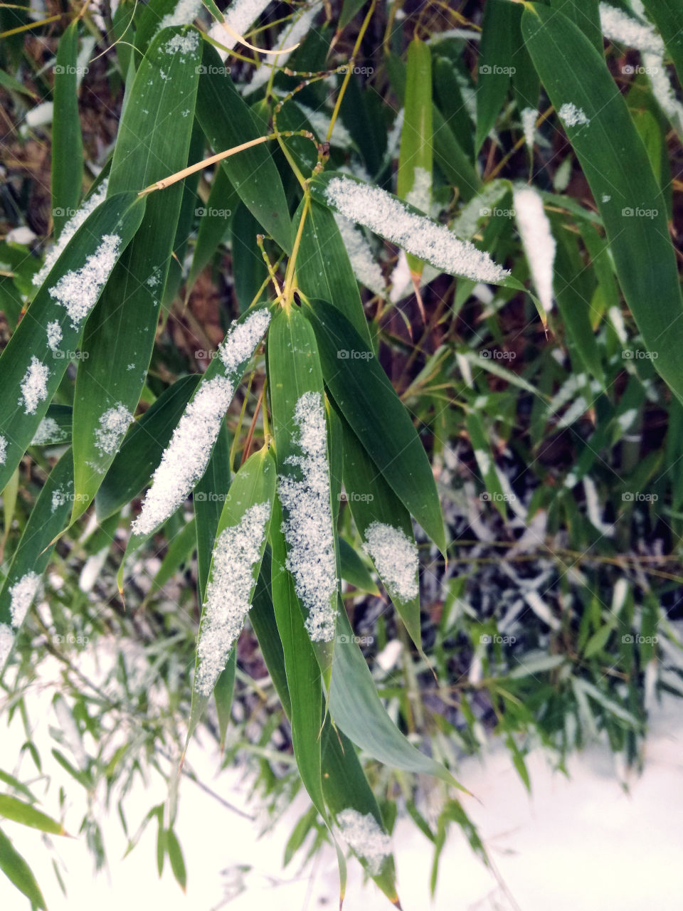 bamboo tree and sno