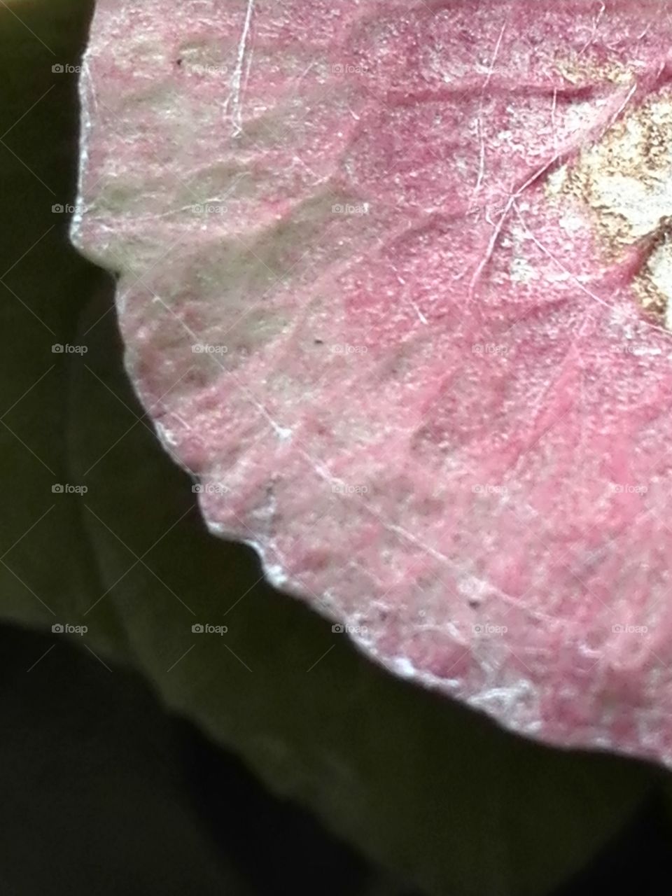 Hydrangea petal