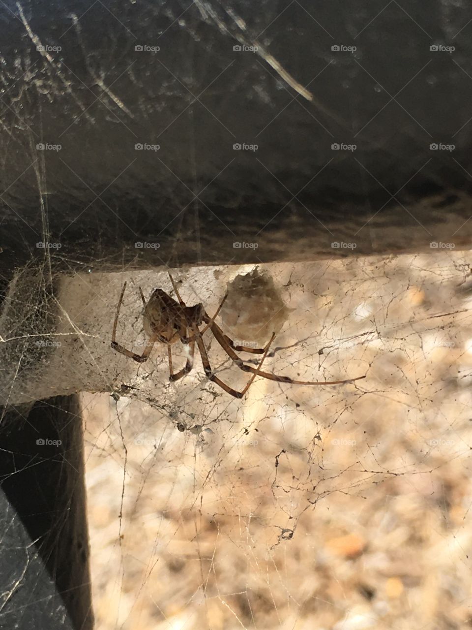 Brown widow tending to her egg sac, La Jolla, California, October 2019