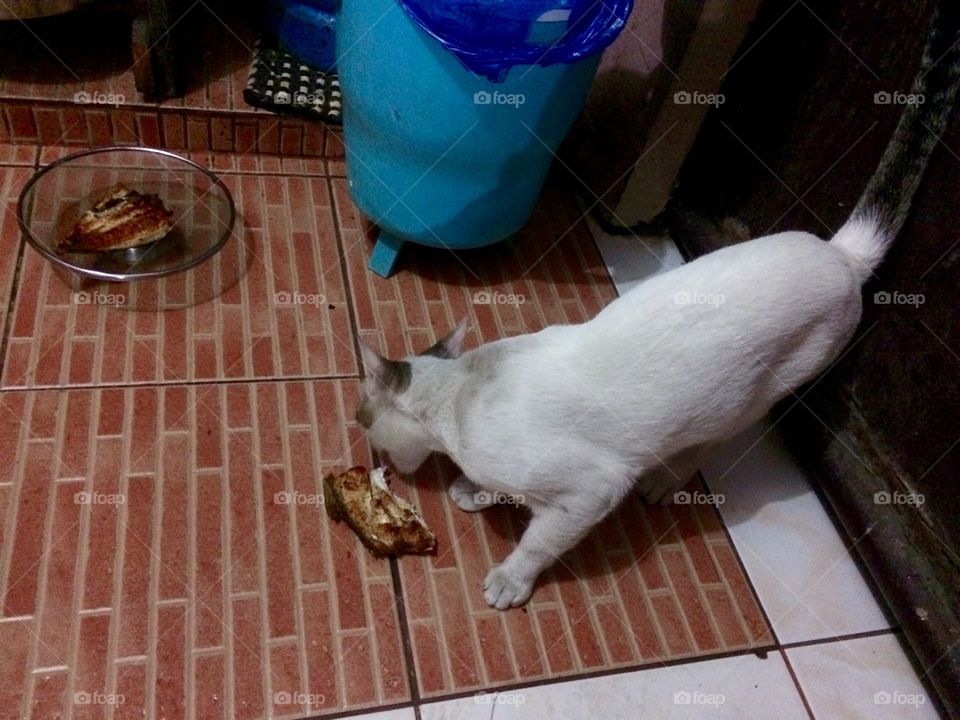 Hungry cat