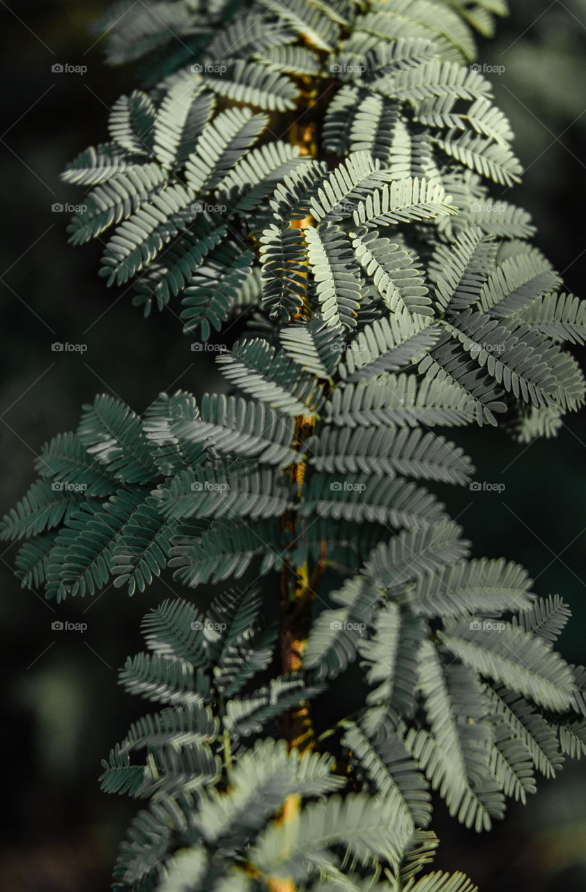 green leaves . lifetime