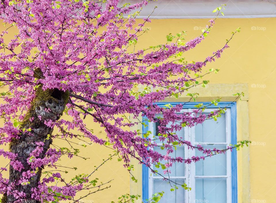 Judas tree in full pink bloom in front of a yellow wall with a blue framed window