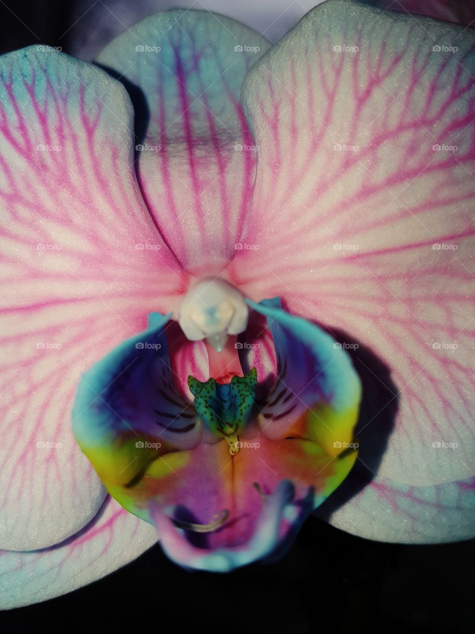 Love Orchid