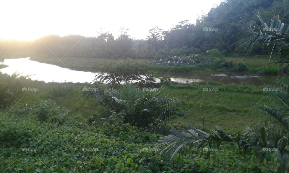 Scenic view of nature