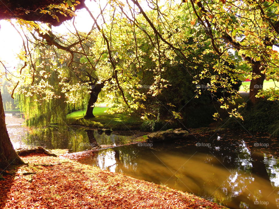 gorgeous park