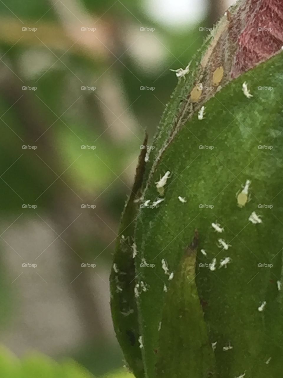 This photo taken from my garden with my iPhone. Aphids are seen on the flower.