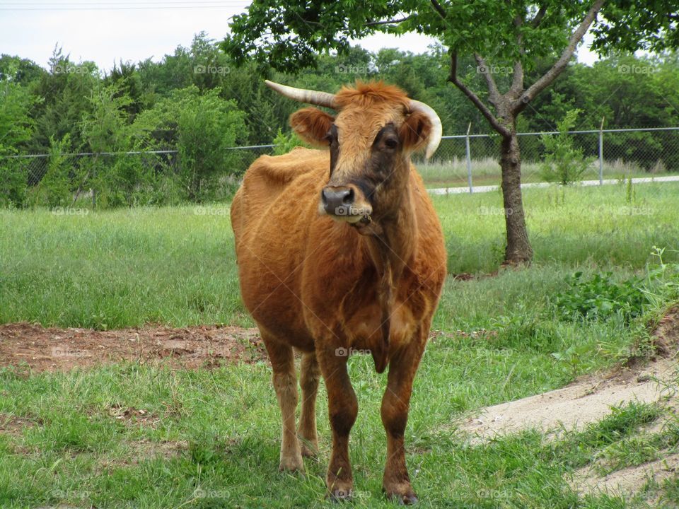 Cattle . Waiting for meal