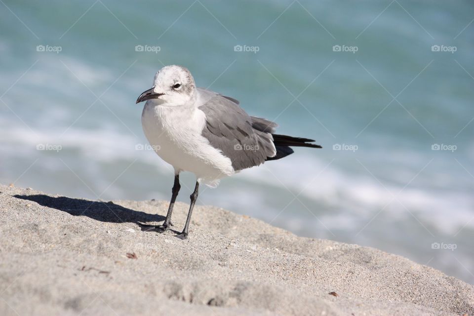 Seagull on sand hill